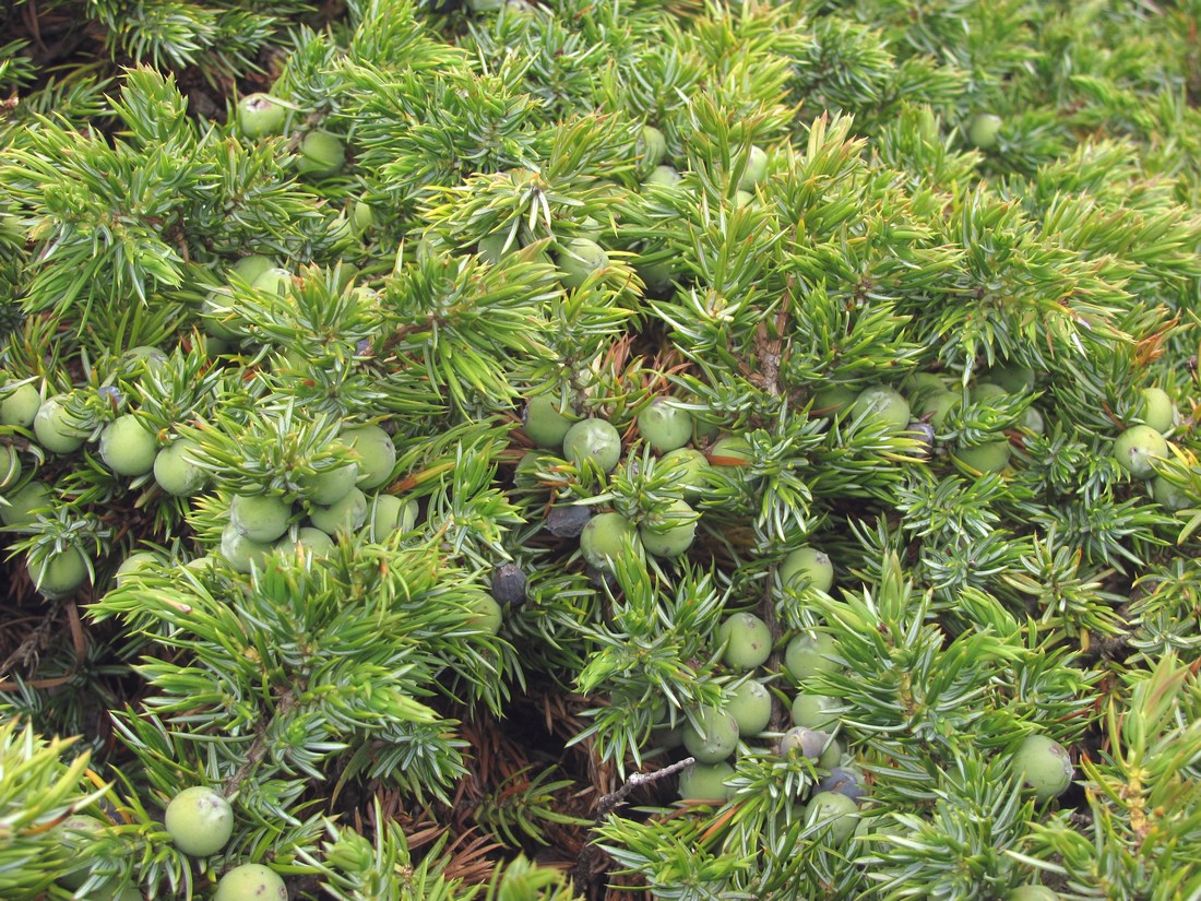 Image of Juniperus hemisphaerica specimen.