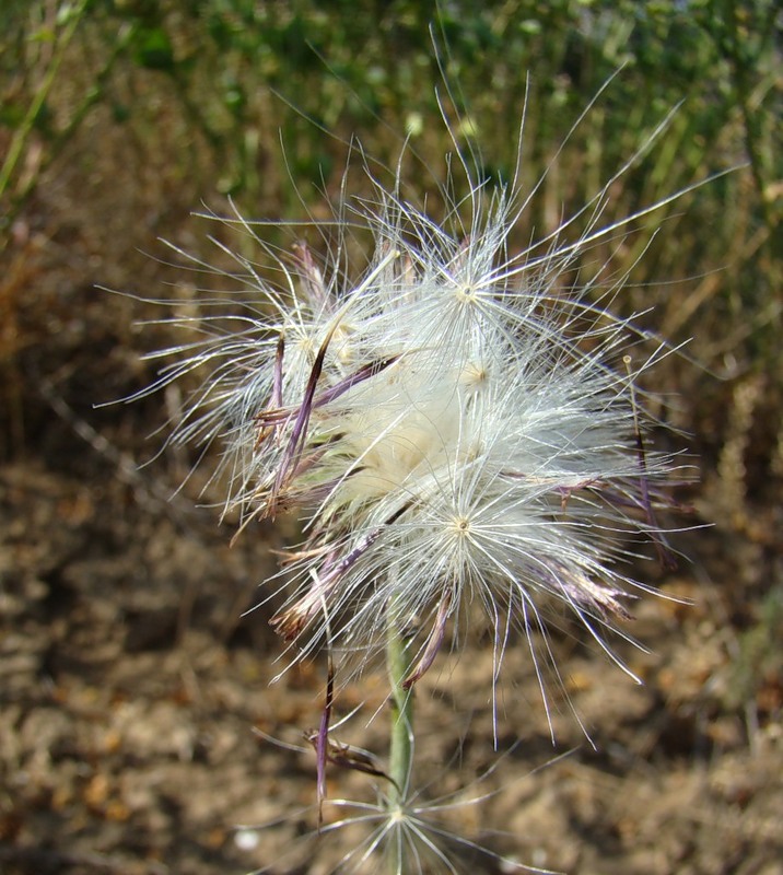 Image of genus Carduus specimen.