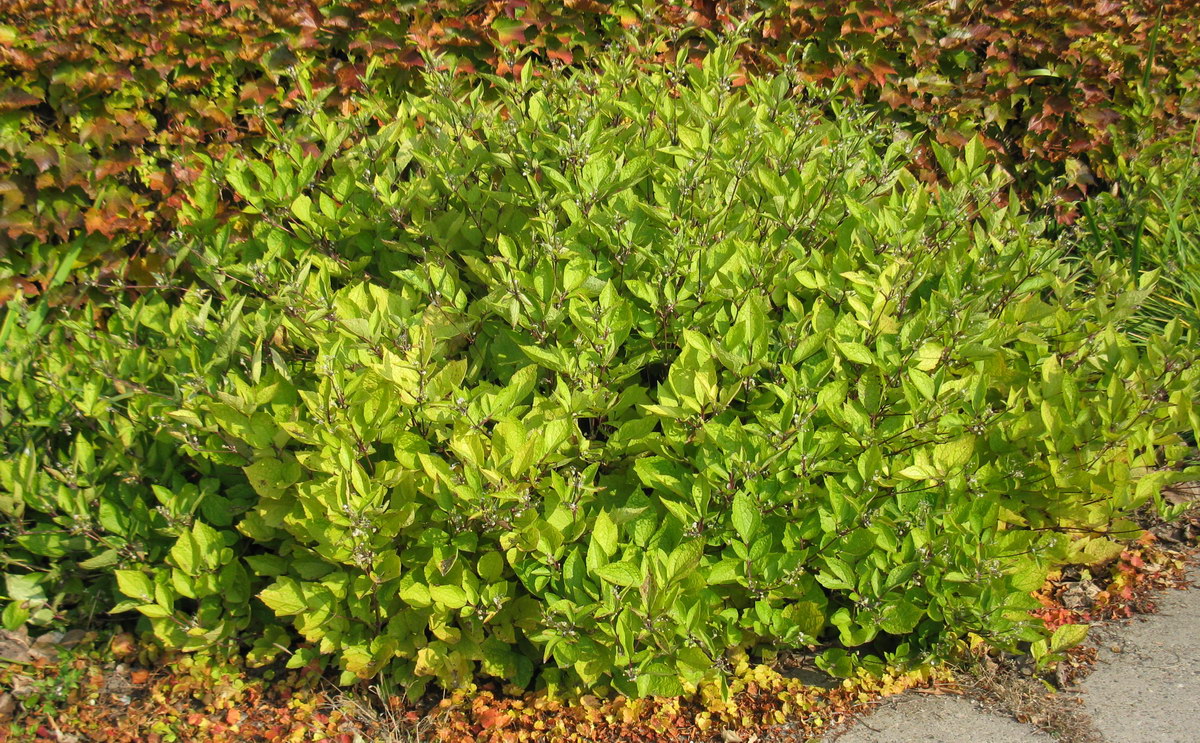 Image of Clematis heracleifolia specimen.