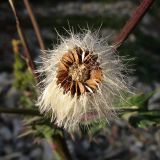 genus Sonchus
