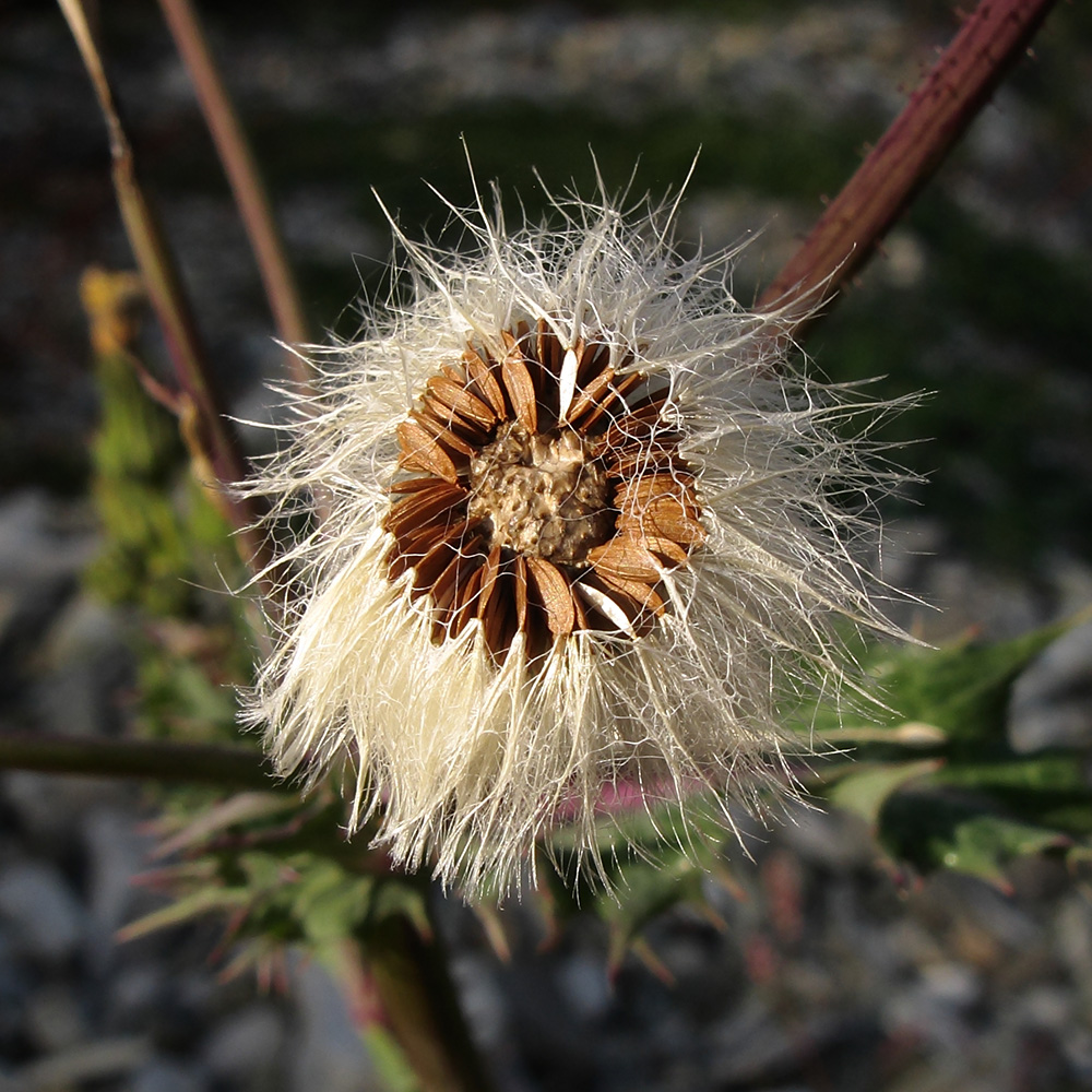 Изображение особи род Sonchus.