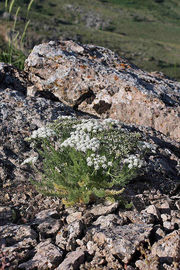 Image of Schrenkia golickeana specimen.