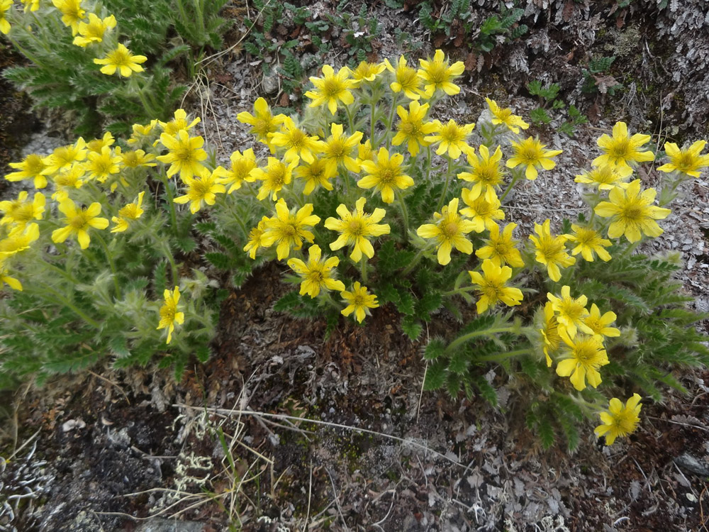 Изображение особи Novosieversia glacialis.