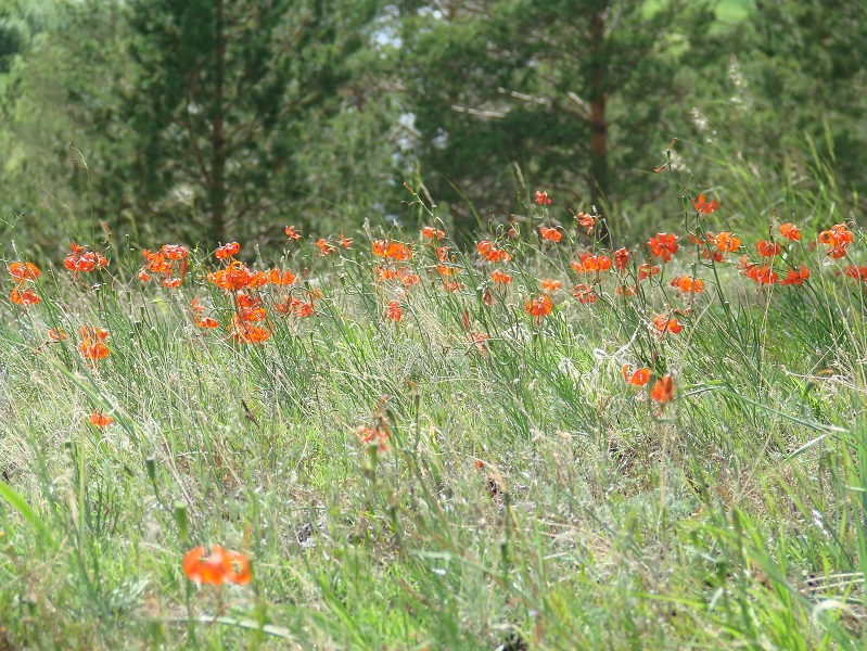 Изображение особи Lilium pumilum.