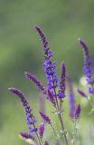 Salvia tesquicola. Верхушка растения с соцветиями. Саратов, Кумысная поляна. 02.06.2013.