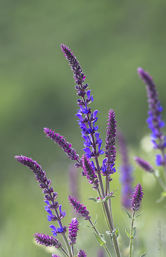 Изображение особи Salvia tesquicola.