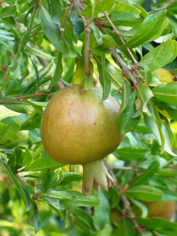 Image of Punica granatum specimen.