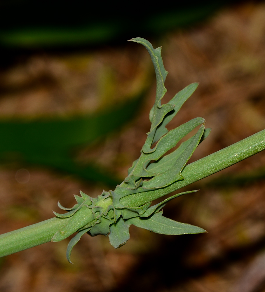 Изображение особи Launaea mucronata.