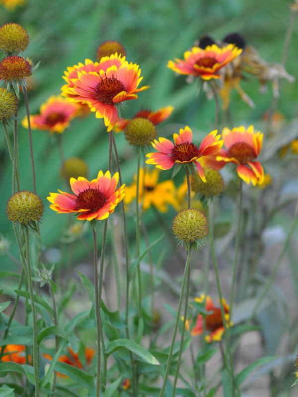 Image of Gaillardia × grandiflora specimen.