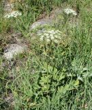 Heracleum dissectum. Цветущее и плодоносящее растение. Восточно-Казахстанская обл., г. Риддер, окр. Малоульбинского вдхр., Россыпной Белок, возле Золотой Горы, склон сопки 28.07.2008.