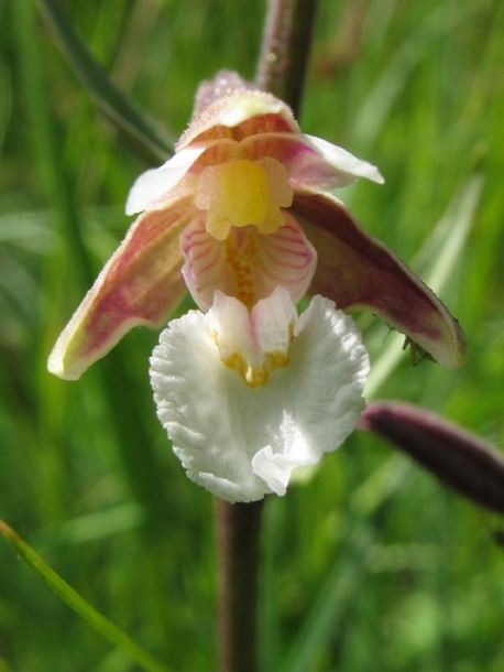 Image of Epipactis palustris specimen.