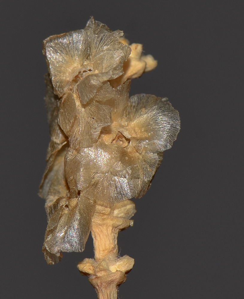 Image of Hammada salicornica specimen.
