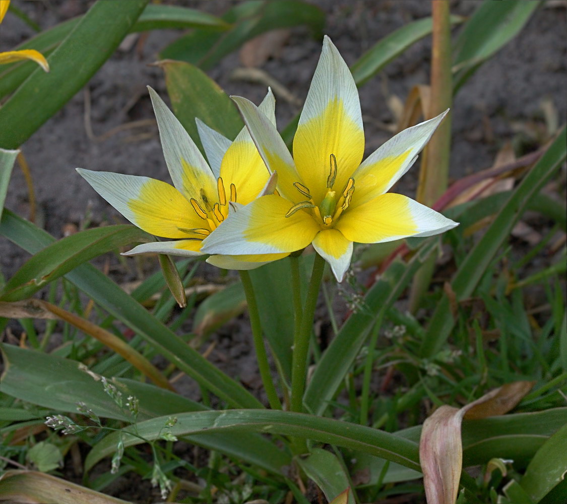 Image of Tulipa tarda specimen.