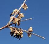 Chimonanthus praecox. Веточка с увядающими цветками. Германия, г. Дюссельдорф, Ботанический сад университета. 13.03.2014.