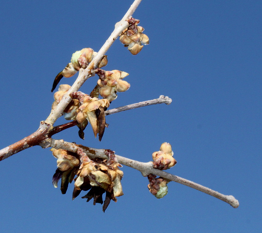 Image of Chimonanthus praecox specimen.