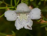 Eremophila polyclada