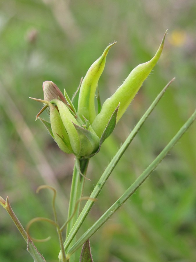 Изображение особи Lathyrus cicera.