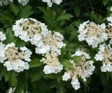 Viburnum opulus. Верхушки побегов с соцветиями. Восточный Казахстан, Глубоковский р-н, окр. с. Тарханка, берег речки. 10.06.2012.