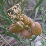 Astragalus physodes. Соплодие. Казахстан, Атырауская обл., кряж Аккерегешин 46 км NO пос. Кульсары. 03.05.2014.