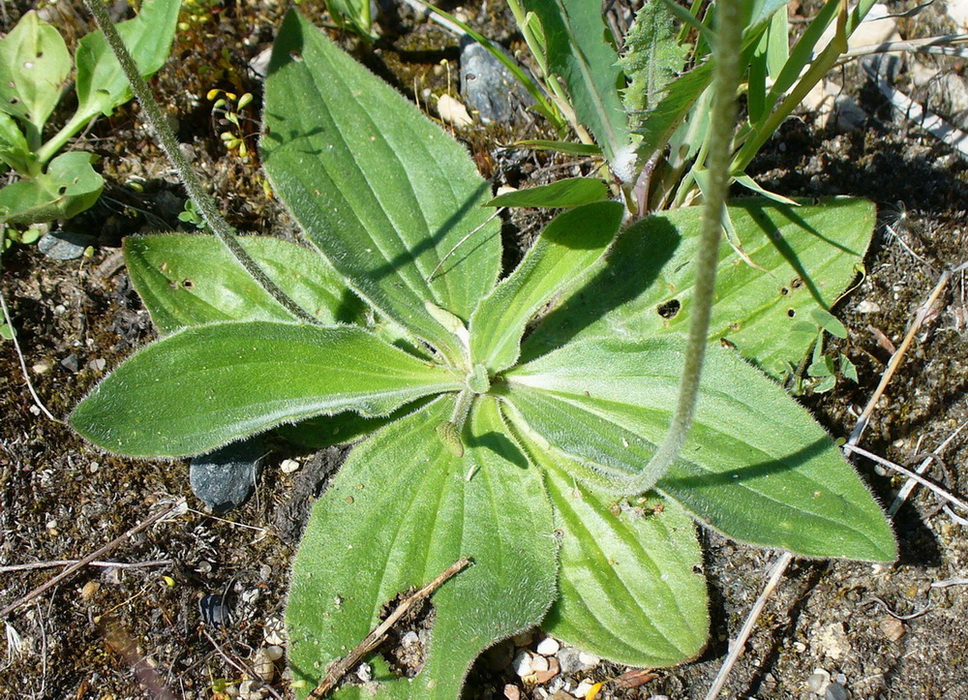 Изображение особи Plantago media.