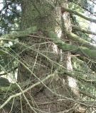 Cedrus deodara. Нижняя часть ствола и основания ветвей. Германия, г. Дюссельдорф, Ботанический сад университета. 04.05.2014.