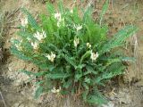 Astragalus demetrii