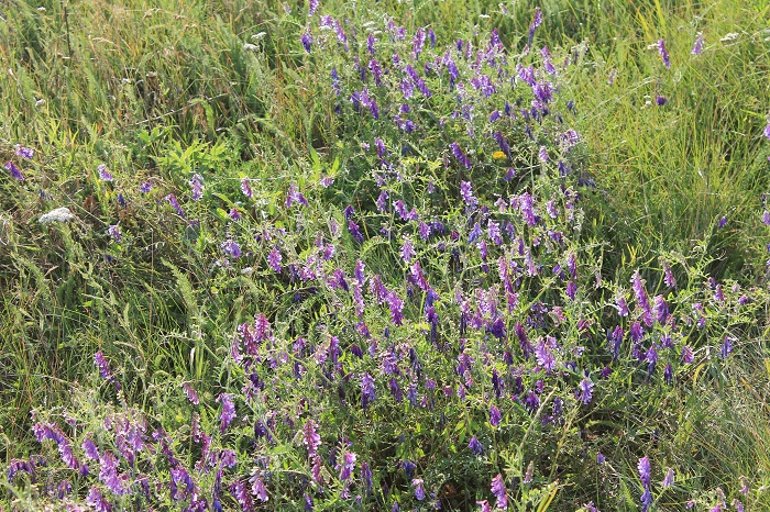 Image of Vicia villosa specimen.