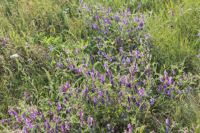 Изображение особи Vicia villosa.