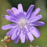 Lactuca tatarica. Соцветие. Ростовская обл., Неклиновский р-н, Лакедемоновское с/п, берег Миусского лимана. 29.06.2014.