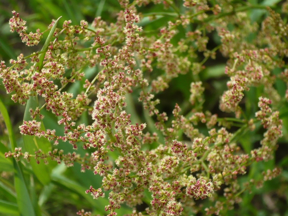 Изображение особи Rumex acetosella.