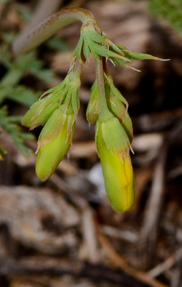 Image of Hypecoum dimidiatum specimen.