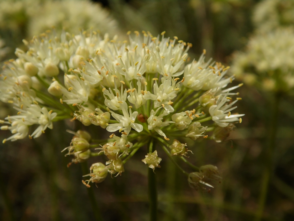 Image of Allium flavescens specimen.