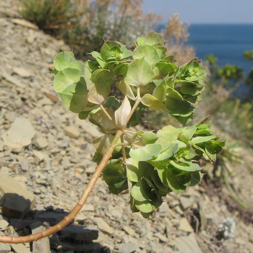 Изображение особи Euphorbia falcata.