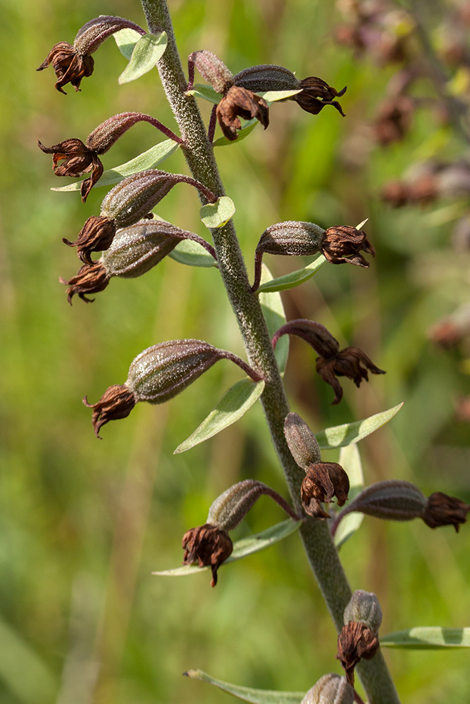 Image of Epipactis atrorubens specimen.
