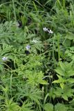 Geranium pseudosibiricum