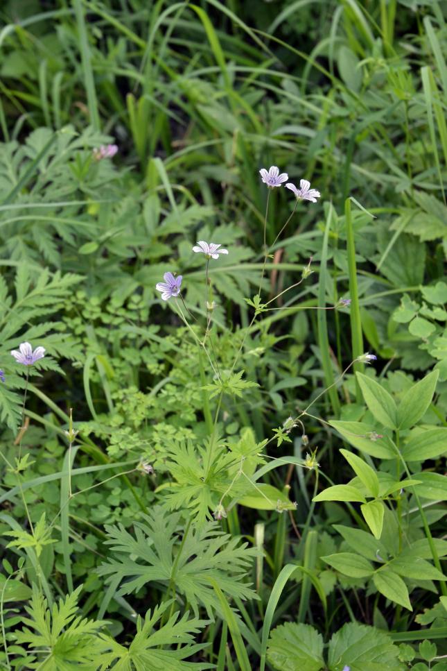 Изображение особи Geranium pseudosibiricum.