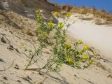 Medicago romanica