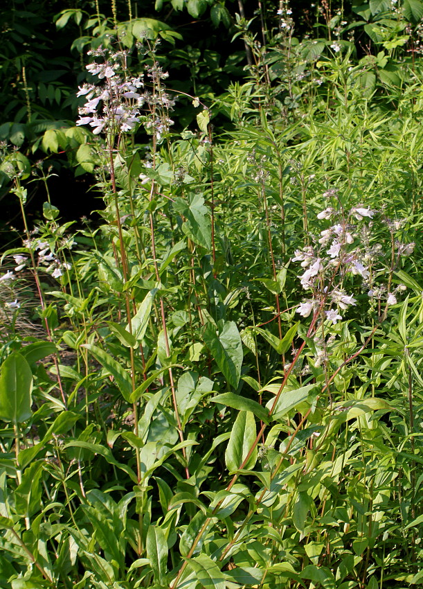 Изображение особи род Penstemon.