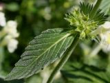 Galeopsis segetum. Соплодие и лист. Германия, г. Дюссельдорф, Ботанический сад университета. 03.07.2014.