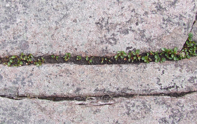 Image of Salix herbacea specimen.