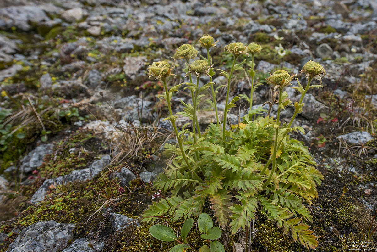 Image of Novosieversia glacialis specimen.