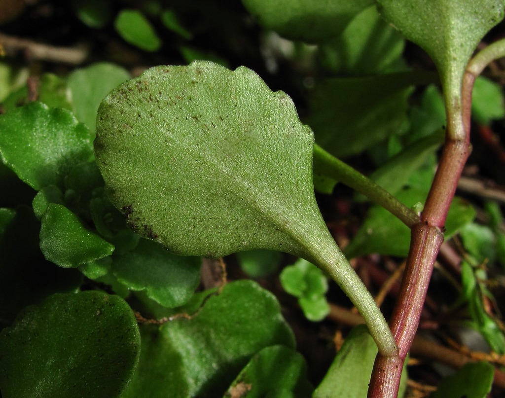 Image of Sedum stoloniferum specimen.