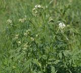 Anthriscus sylvestris. Верхушка цветущего растения. Московская обл., Раменский р-н, окр. ж.-д. платформы Хрипань, просека под ЛЭП. 24.05.2014.