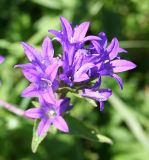 Campanula glomerata