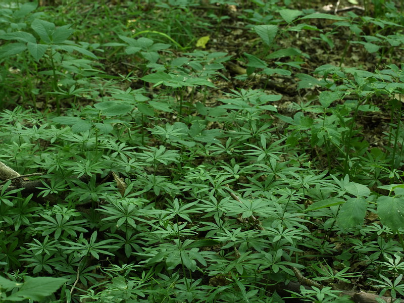 Изображение особи Galium odoratum.