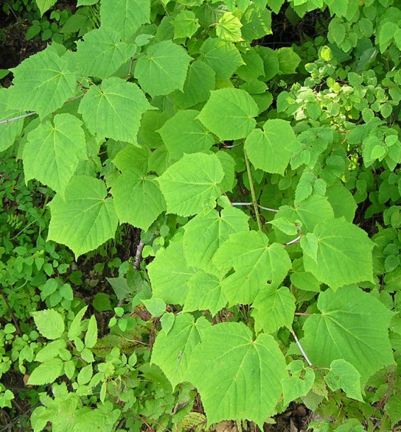 Image of Acer tegmentosum specimen.