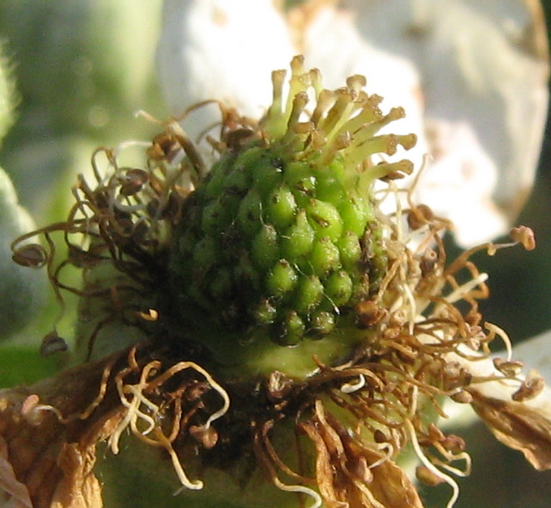 Image of genus Rubus specimen.