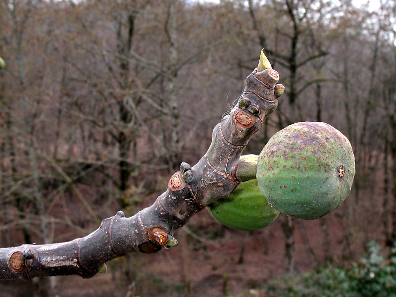 Image of Ficus carica specimen.