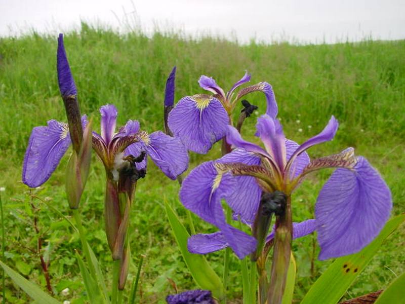 Изображение особи Iris setosa.