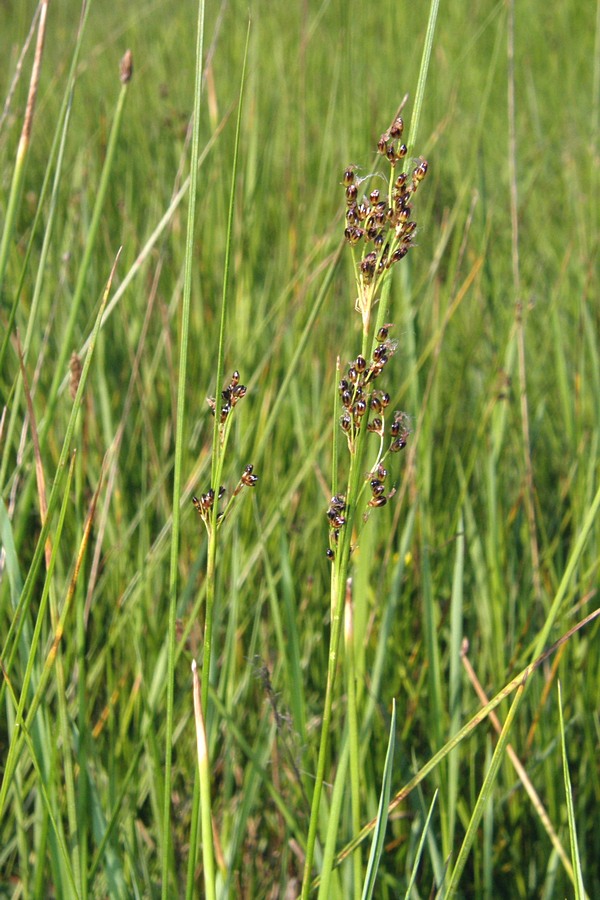 Изображение особи Juncus compressus.